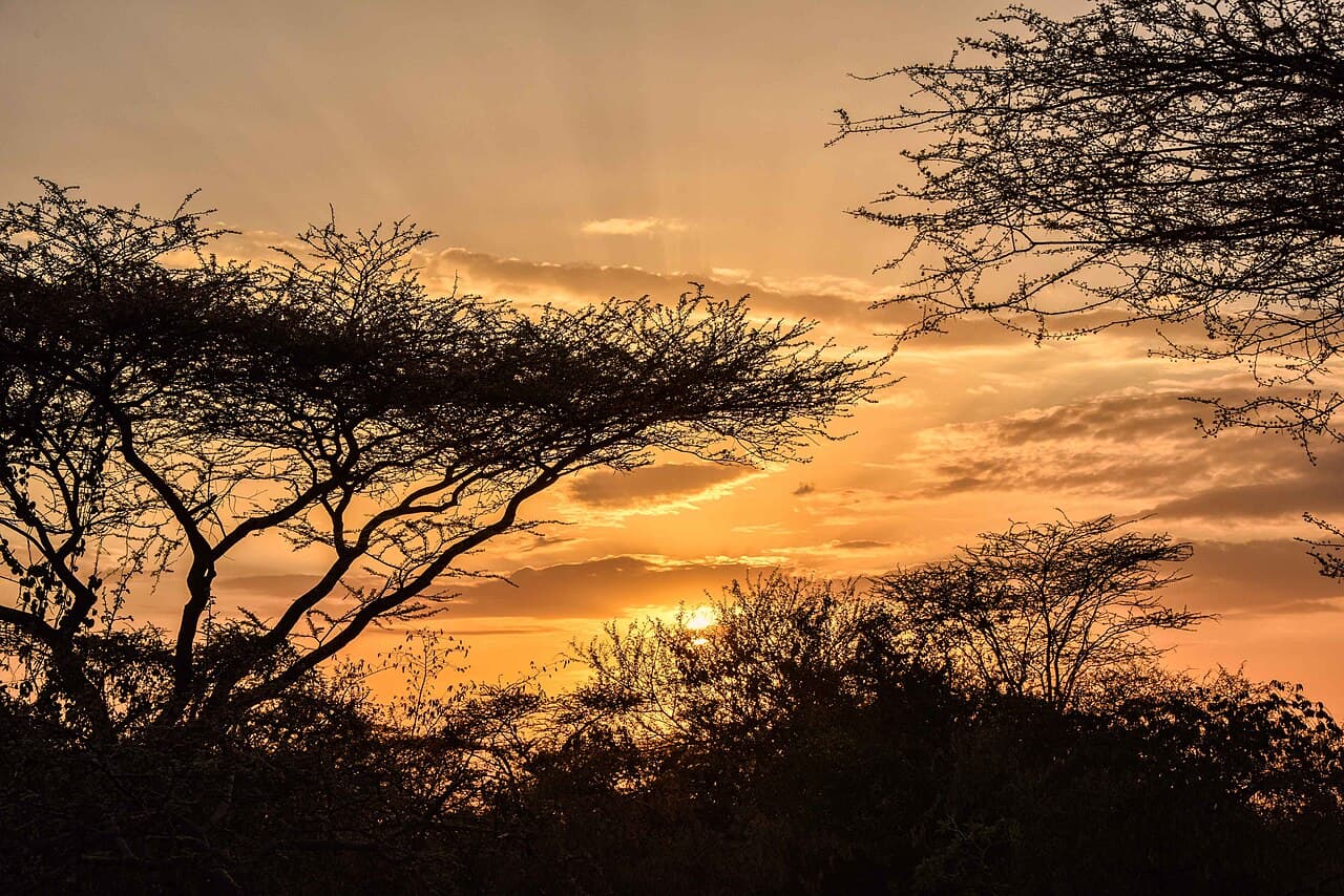 African savanna at golden hour